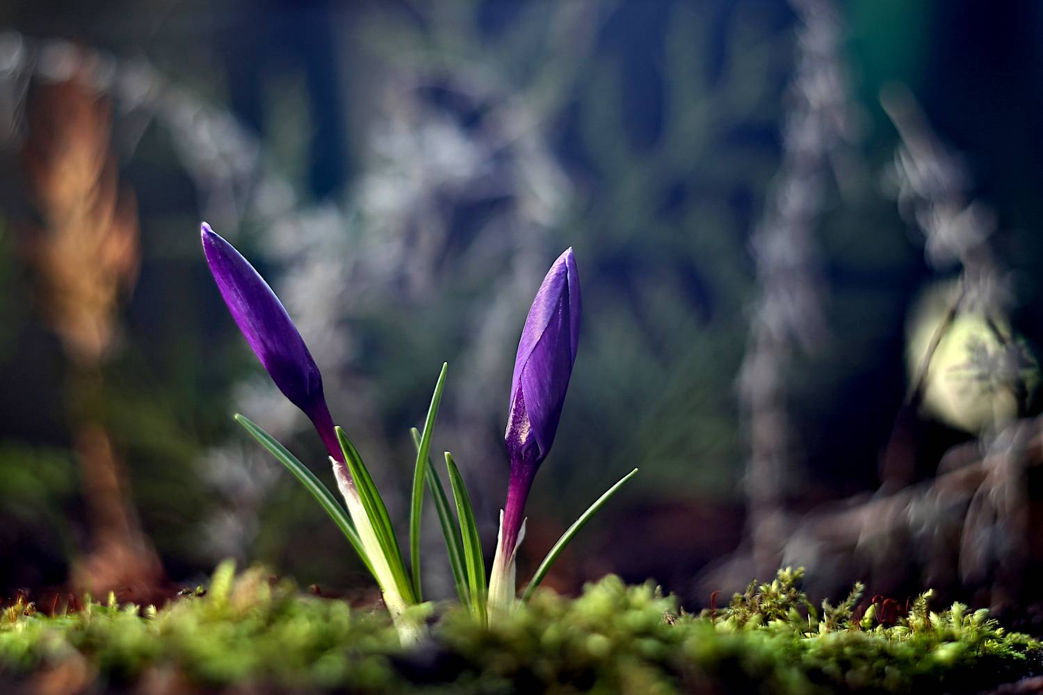 , Колобошников Эдуард