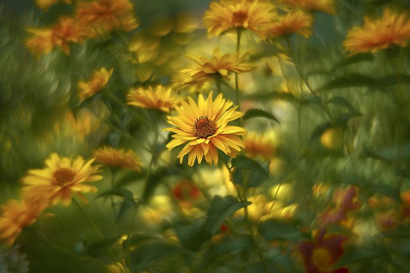 гелиопсис фото превью