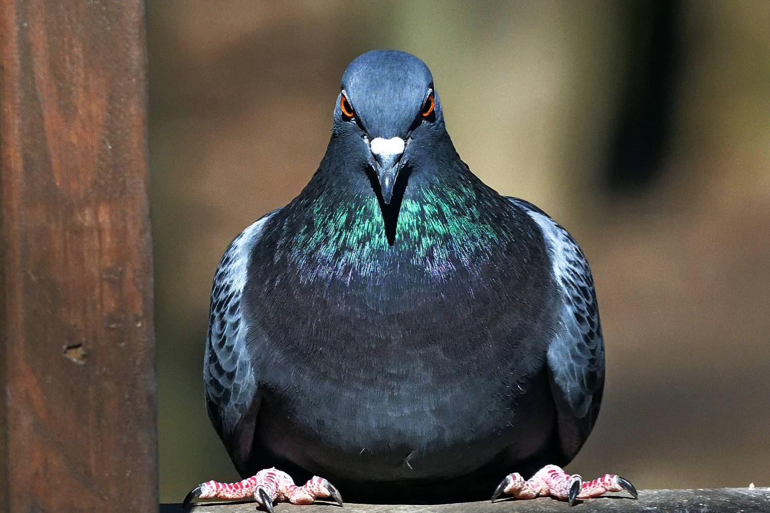 , Игорь Корнейчук