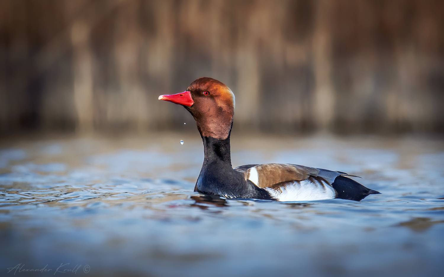 красноносый нырок, netta rufina, утка, нырок, Круль Александр