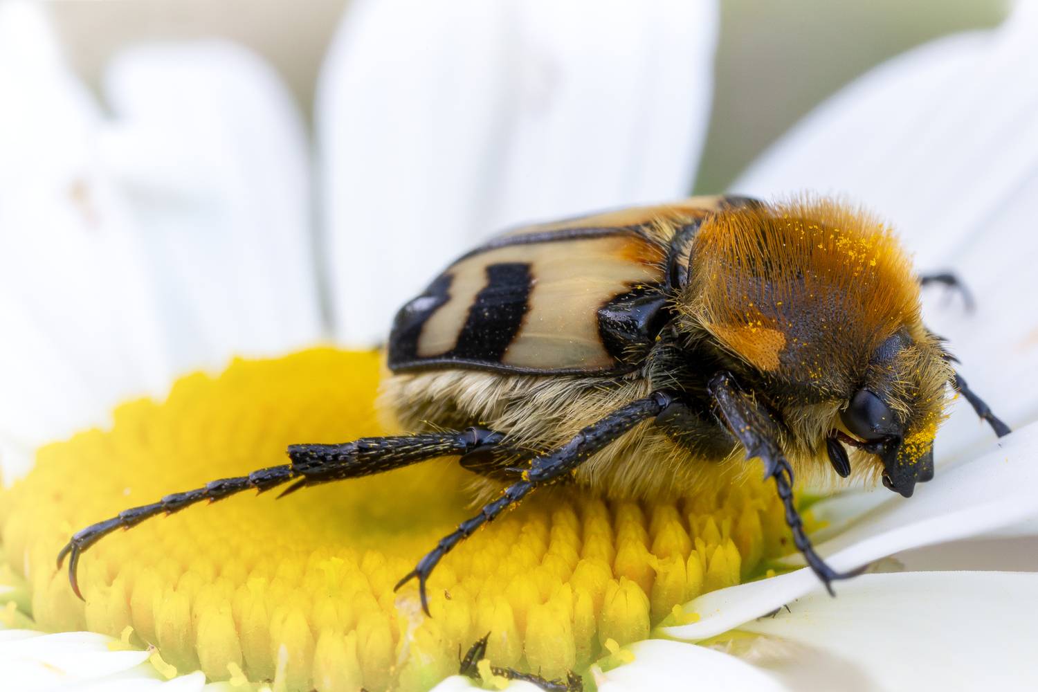 , Кузнецов Дмитрий