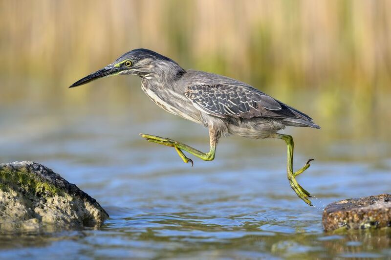 птица, фотоохота, цапля, природа, фауна Зеленая кваква фото превью