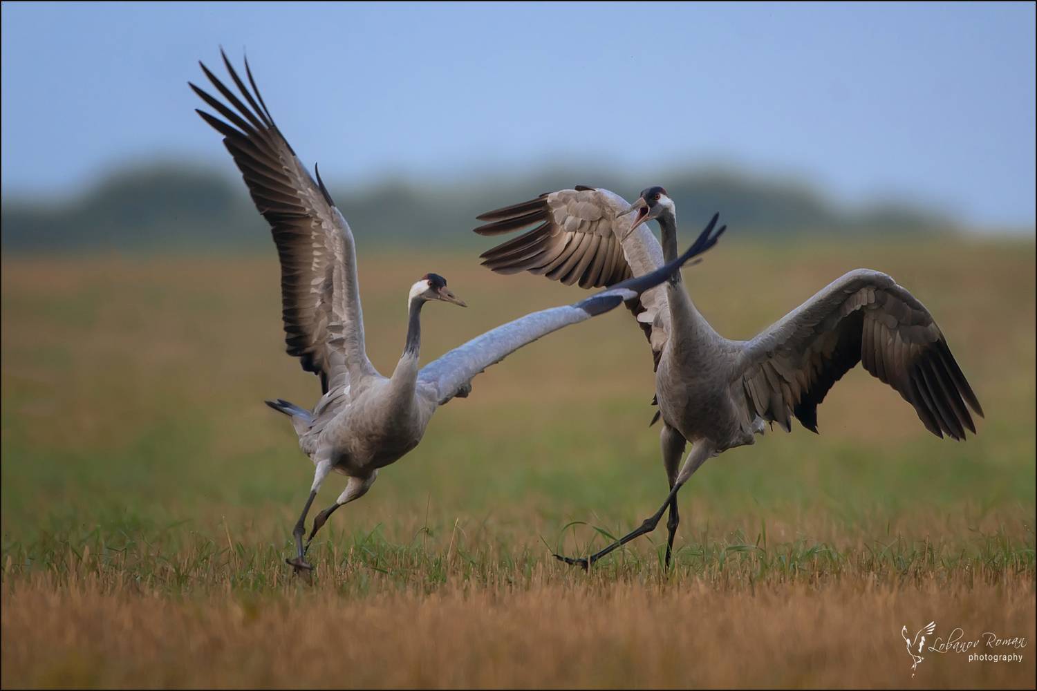 , Лобанов Роман