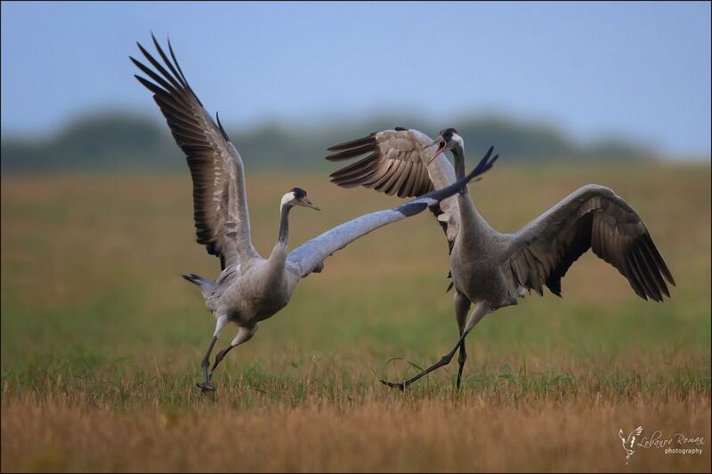 «Подножка» фото превью