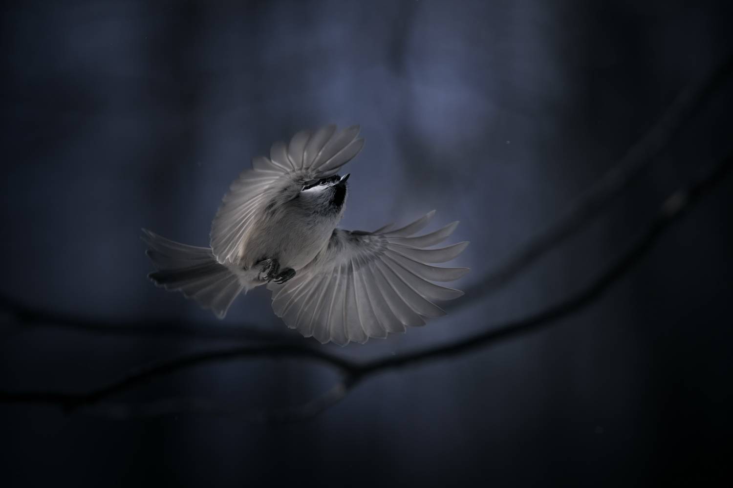 лес, свет, вечер, природа, синица, птицы, Баранов Олег