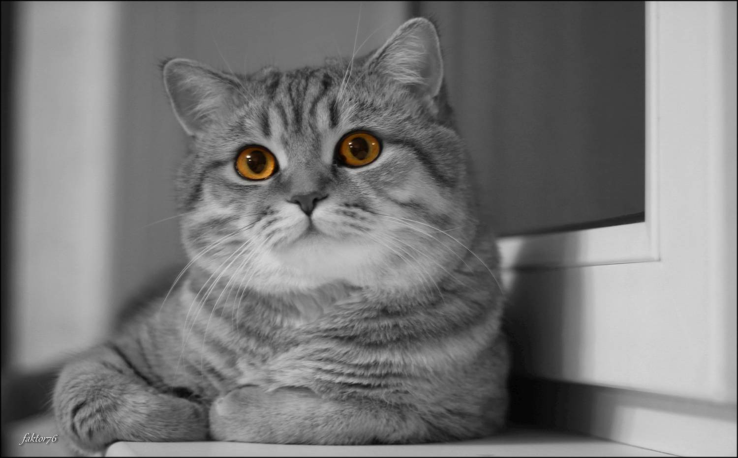 животные, кот, мурзик,  Сергей Валерьевич