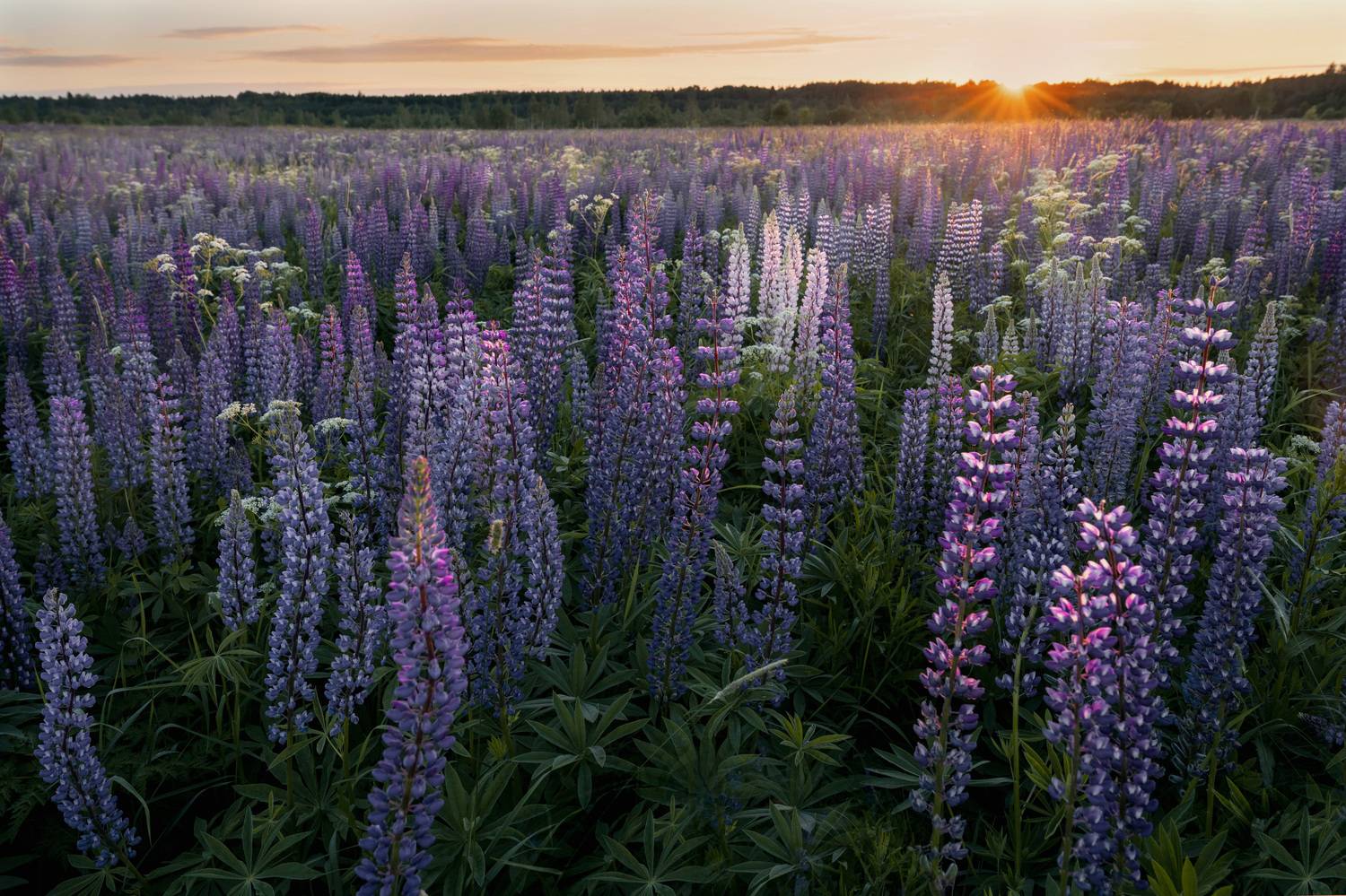 лето, люпины, пейзаж, небо, Галина Дейнекина