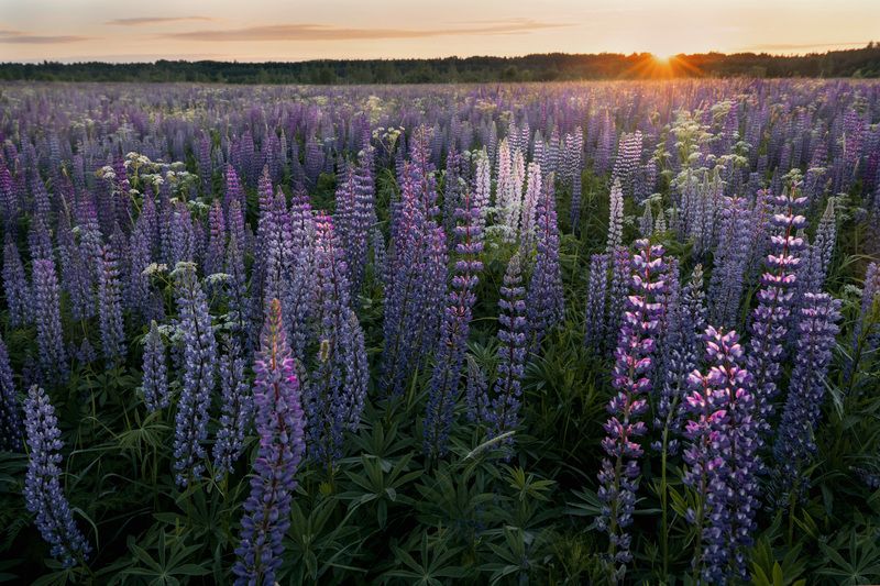 лето, люпины, пейзаж, небо Люпины фото превью