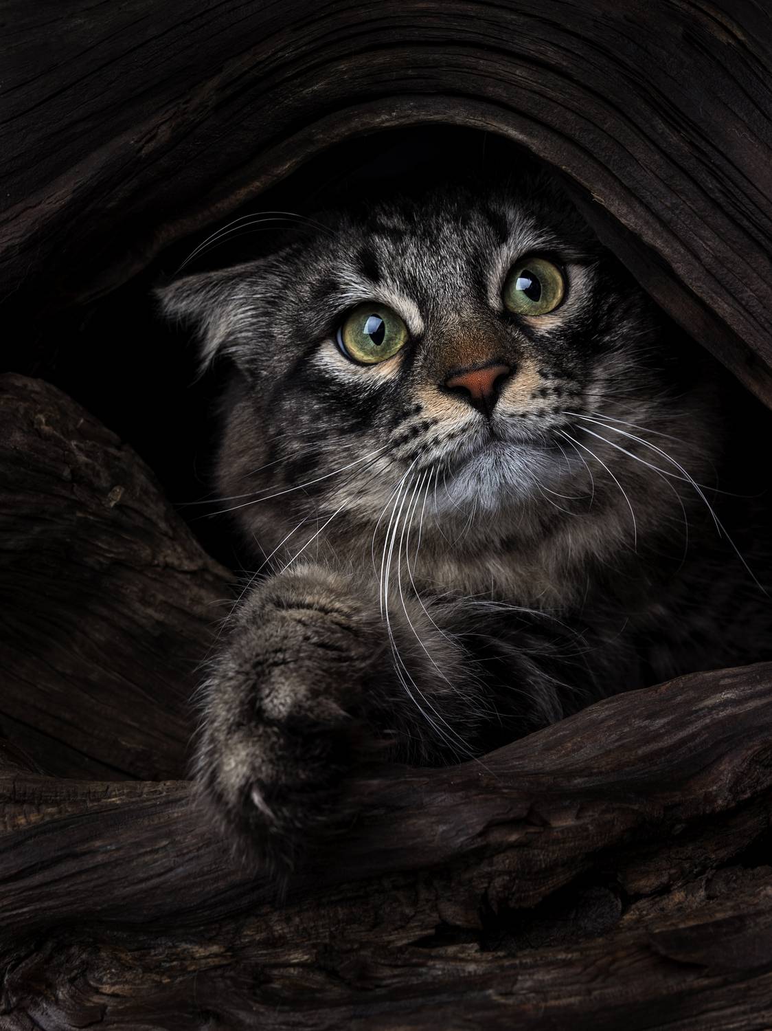 cat, portrait, house, Evgeniy Savikov