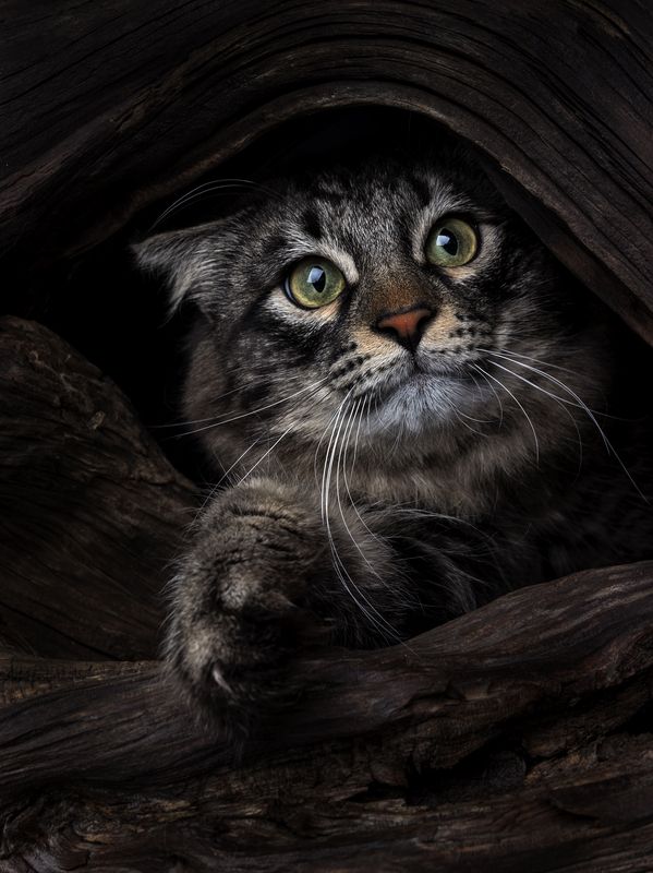 cat, portrait, house Не лезь ко мне ..... фото превью