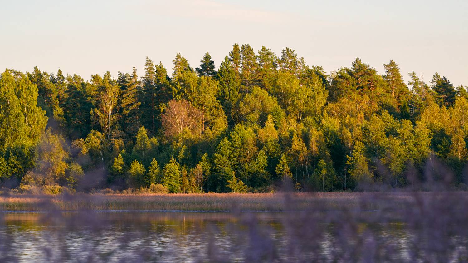 forest, tree, light, foliage, sunlight, morning, evening, lake, autumn, yellow, water, sunset, nature, river, pond, Андрей Козлов