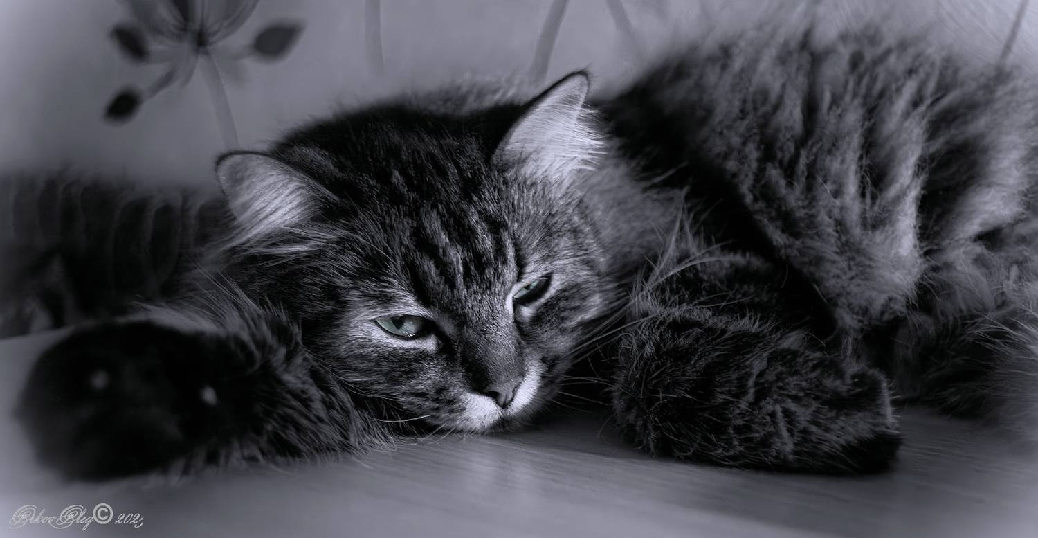 , Орлов Олег