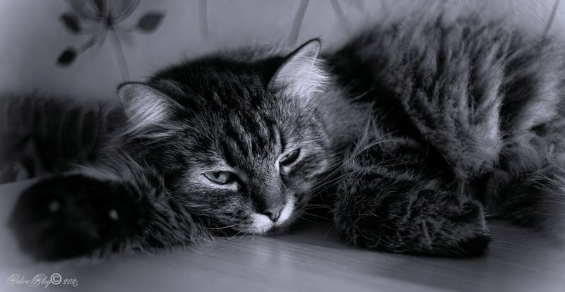 *** фото превью