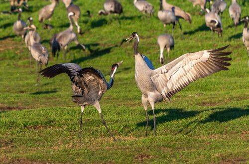 Танцы с журавлями