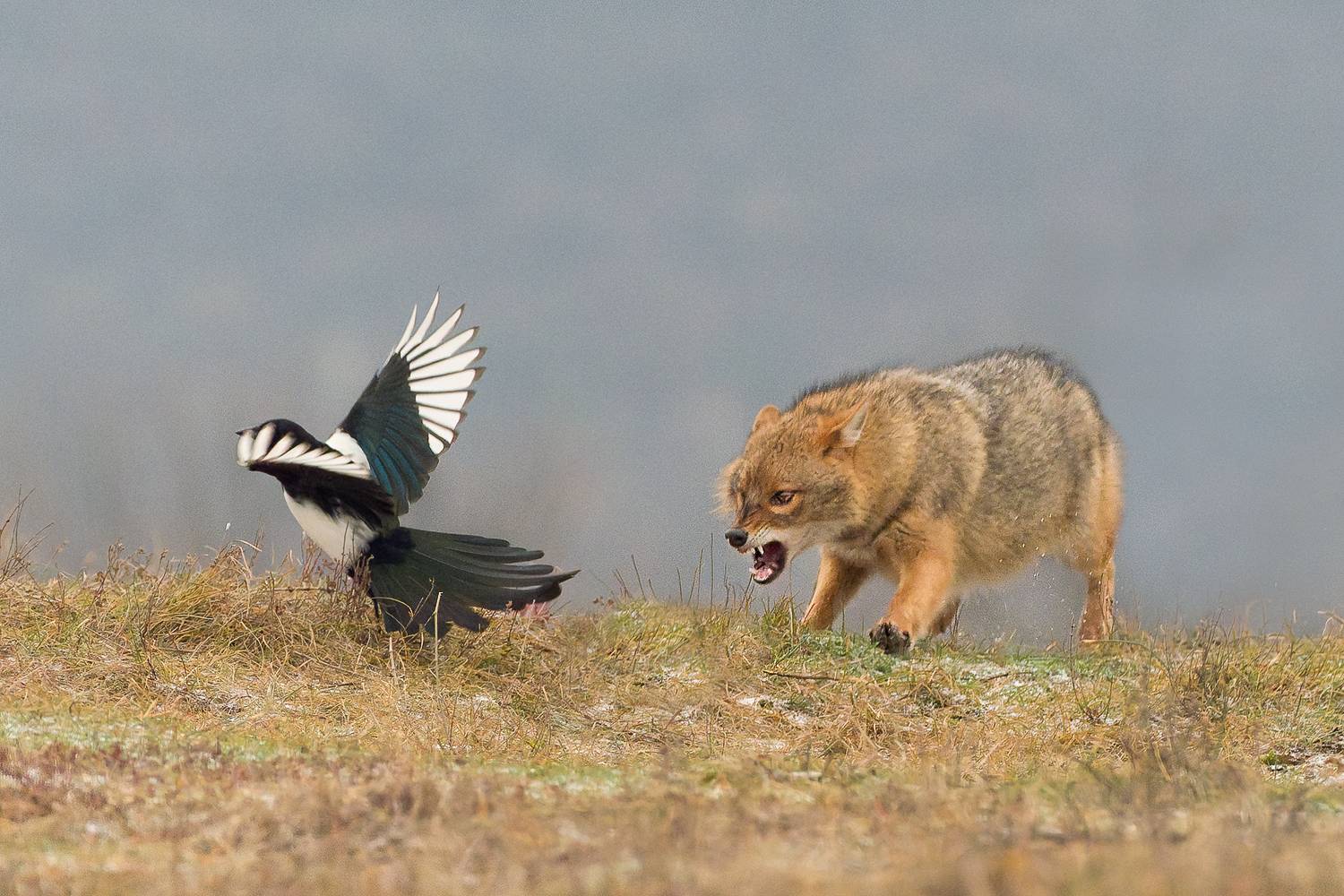 , Евгени Стефанов