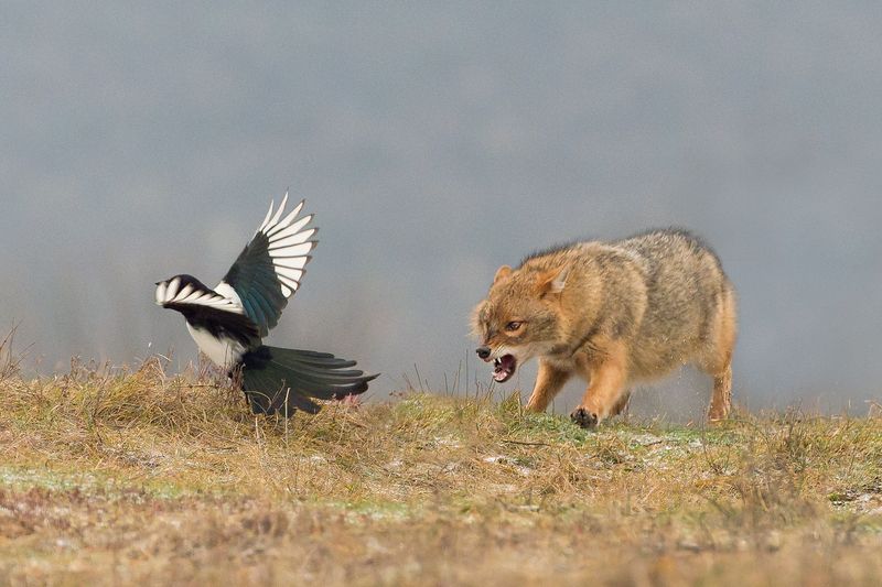 Златист чакал фото превью