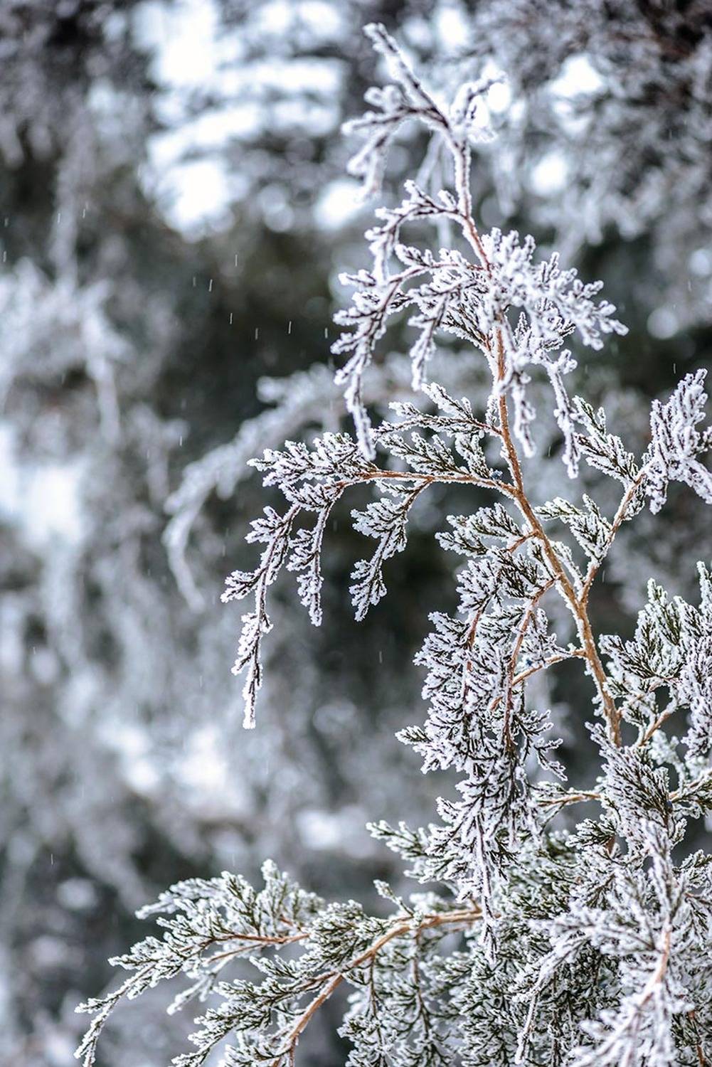 , Наиля Гарифуллина