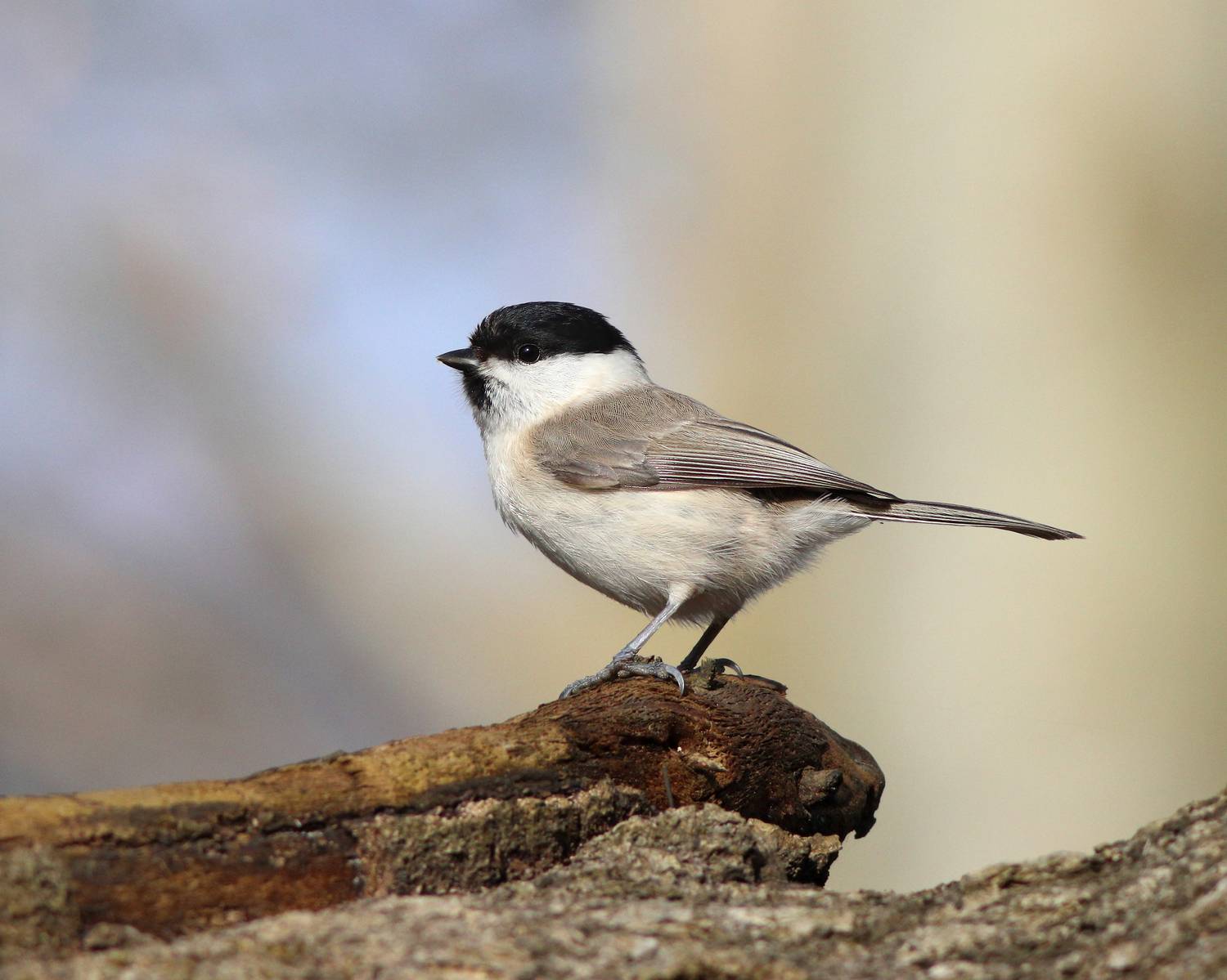 пухляк, буроголовая гаичка, parus montanus, willow tit, Бондаренко Георгий