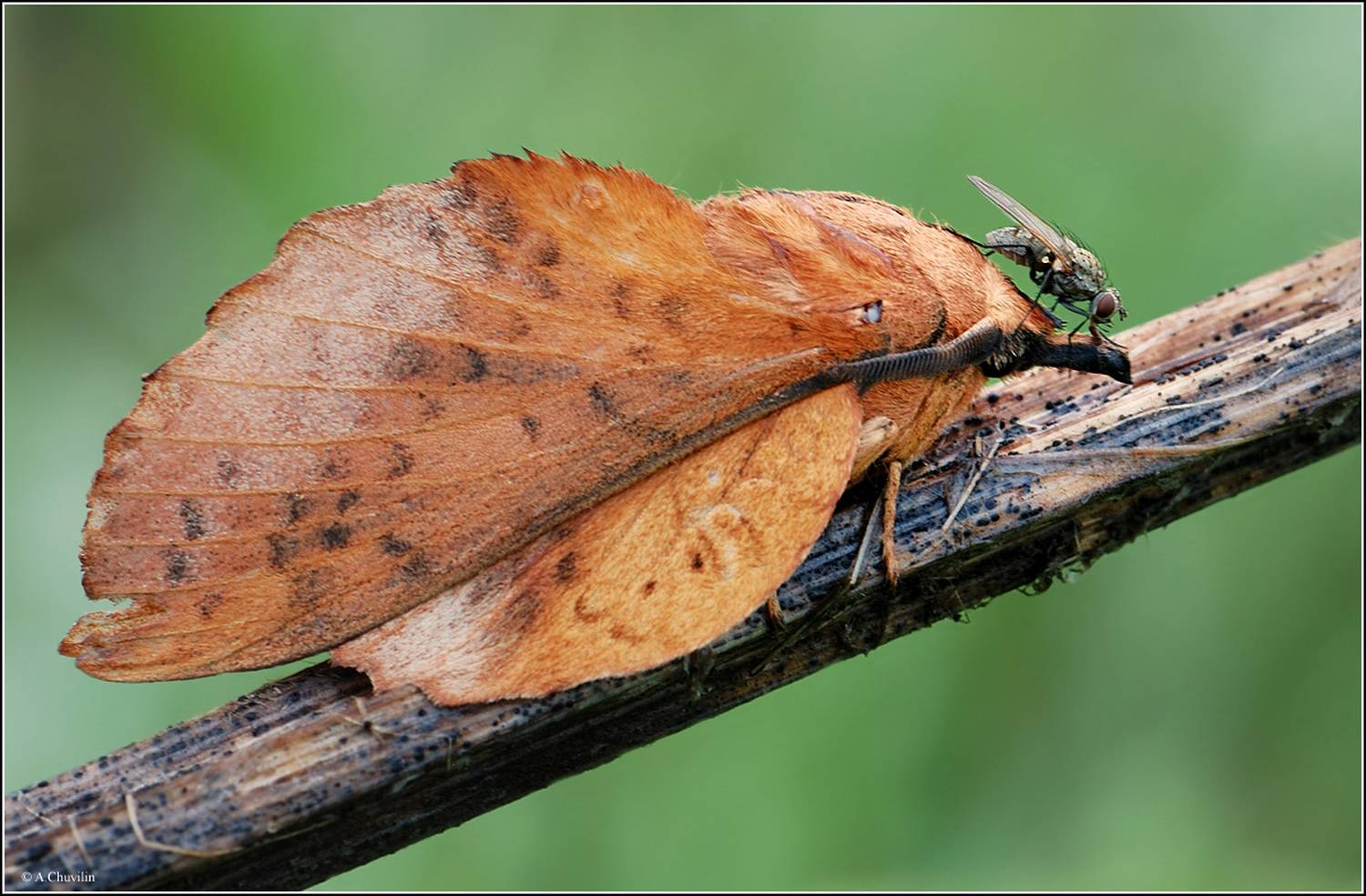 бабочка,муха,чмоки,чмоки, Александр Чувилин