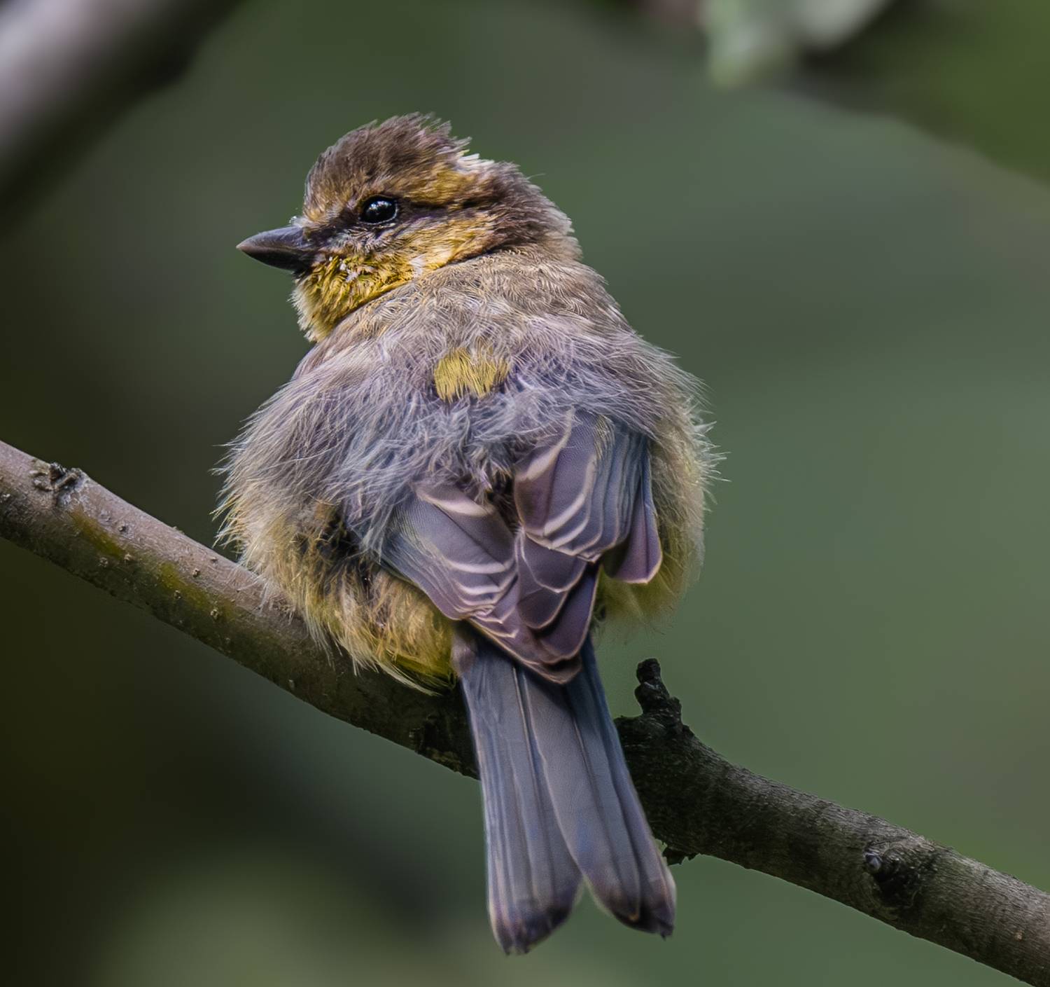 , Курлянцев Алексей