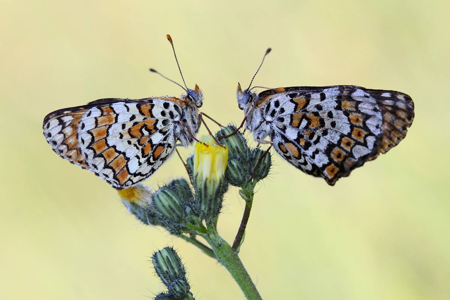 шашечница, шашечница цинксия, melitaea, Леонид