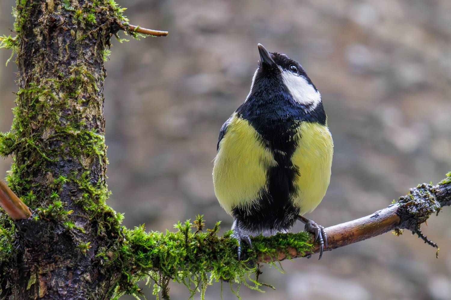 синица, большая синие, большак, синица большая, Морозов Сергей