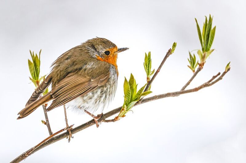 Зарянка и весенний снег фото превью