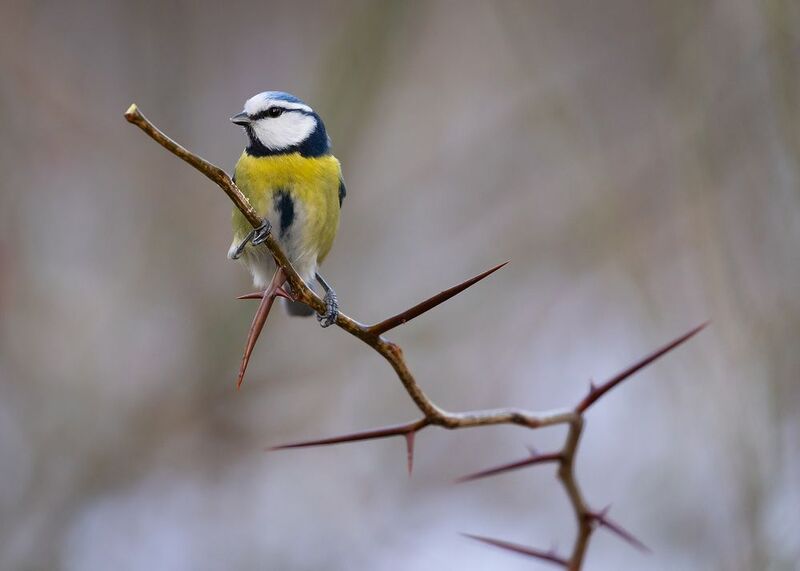 Titmouse фото превью