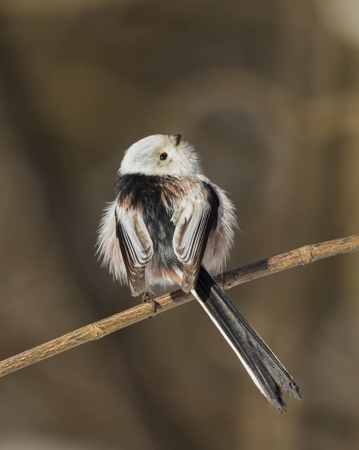 длиннохвостая синица, синица, ополовник, птицы, Руслан Pl