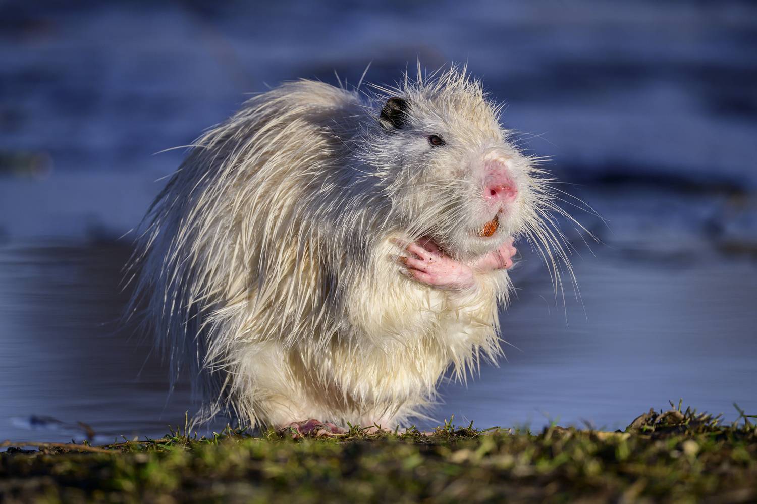 , Пупонин Сергей