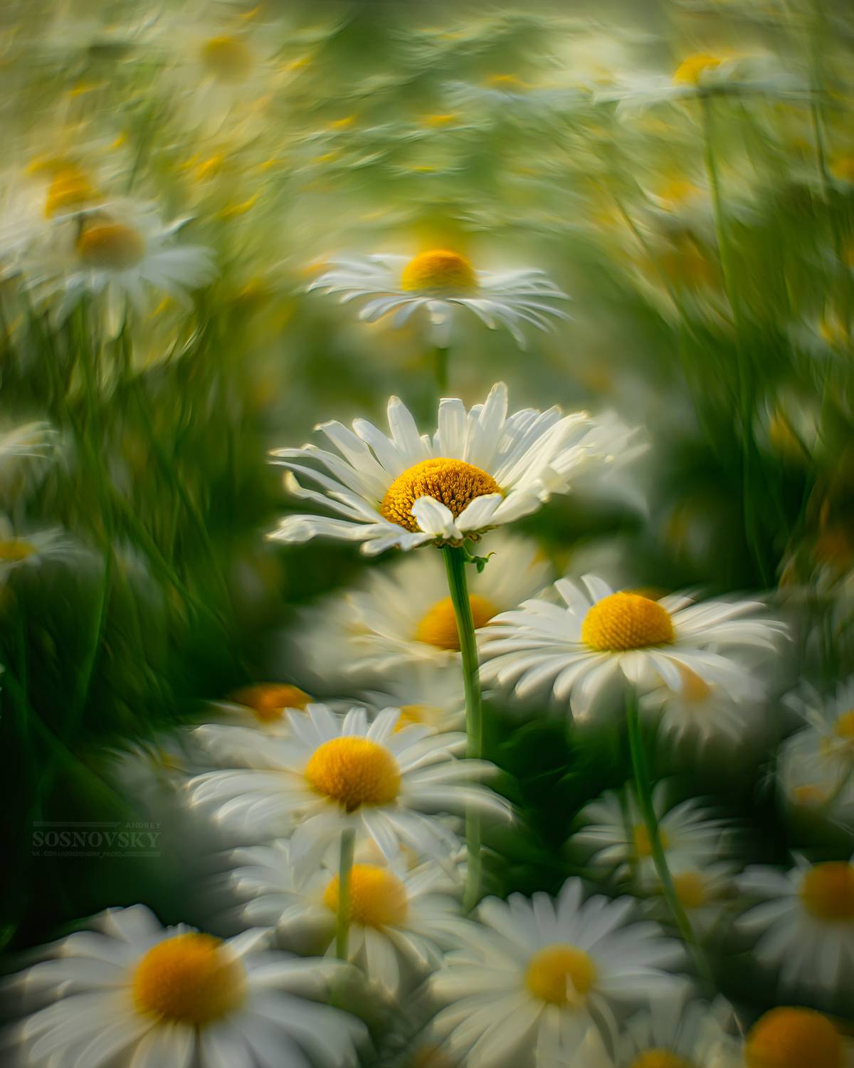 , Andrey Sosnovsky