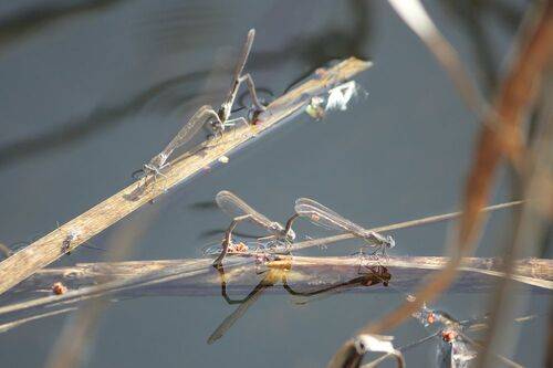 Лютки. Пляжный сезон.