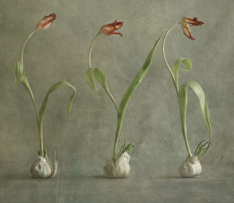 Весна. Чеснок зацвел. фото превью