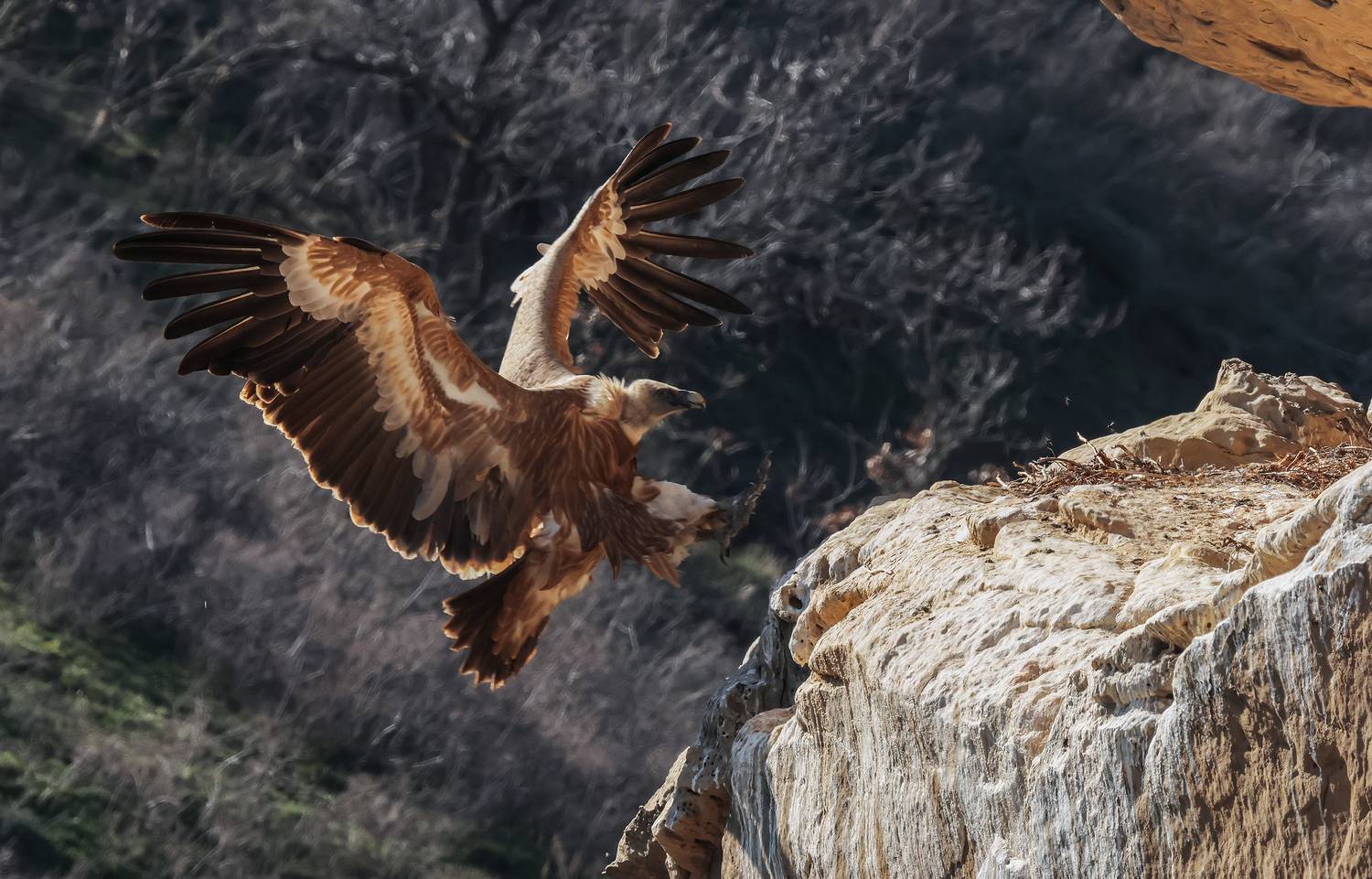 гриф,падальщик,белоголовый сип,горы,дагестан,, Magov Marat