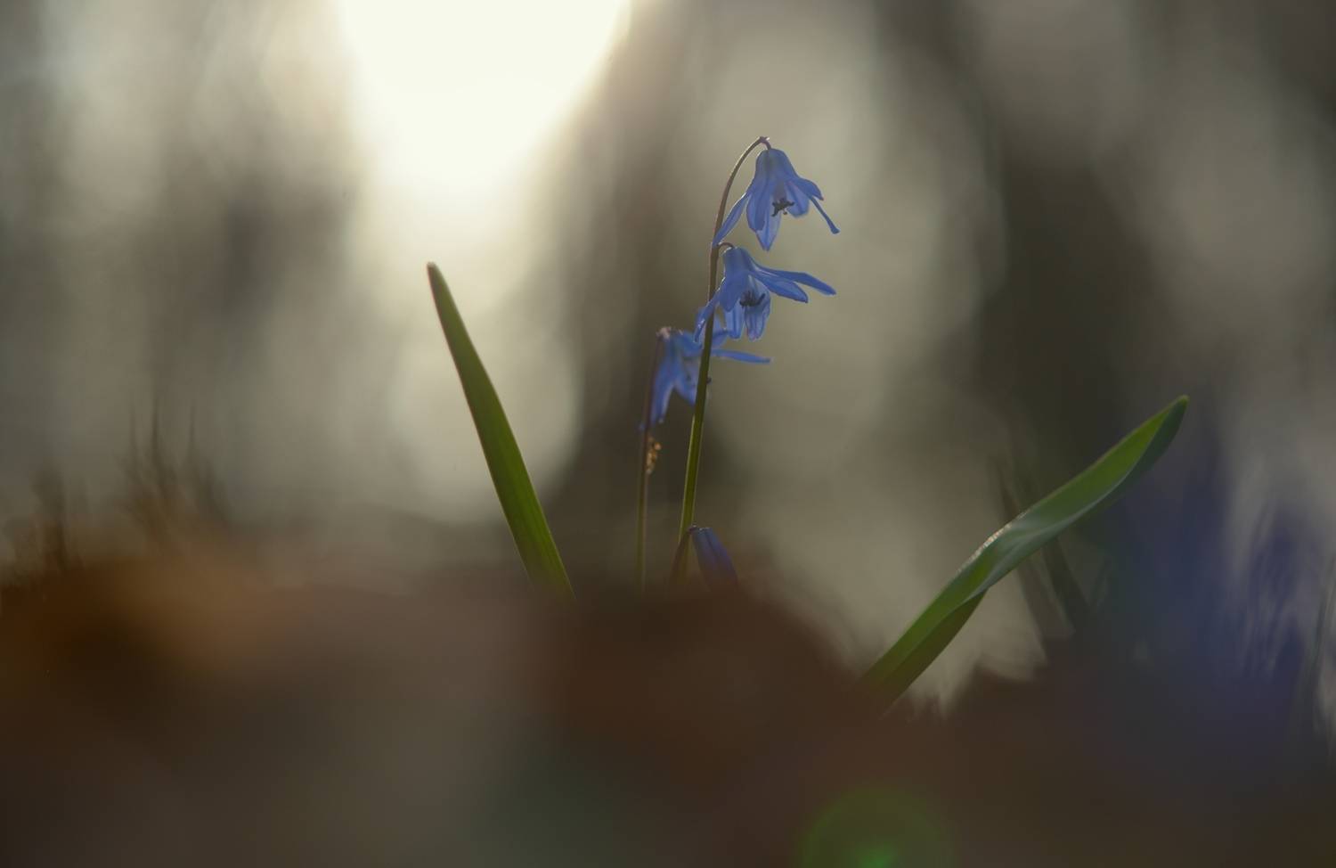 весна утро лес цветы, Александр Жарников