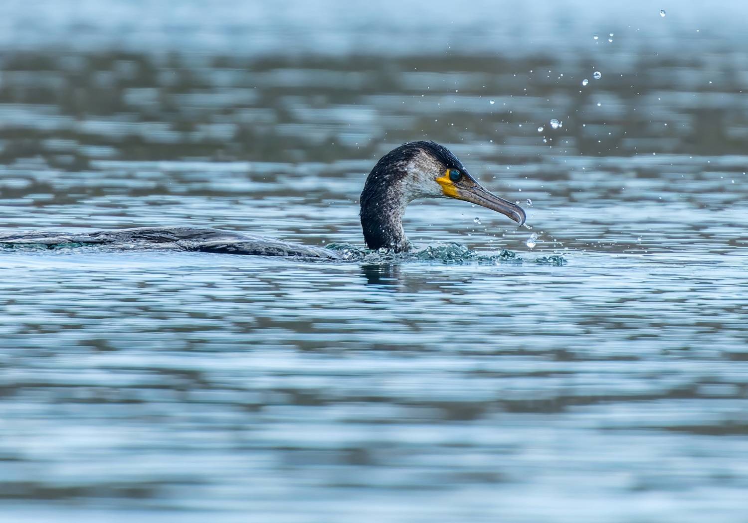 , Дэм Константин