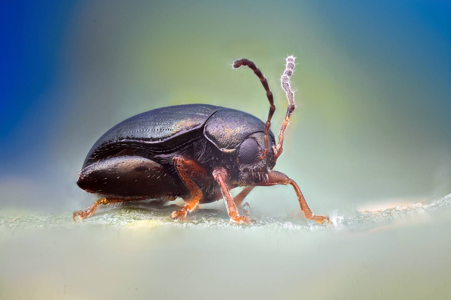 ceclii, macro, Ganev Tsvetan