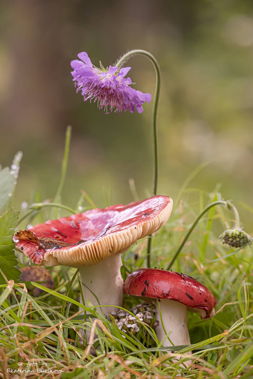 , Бурикова Екатерина