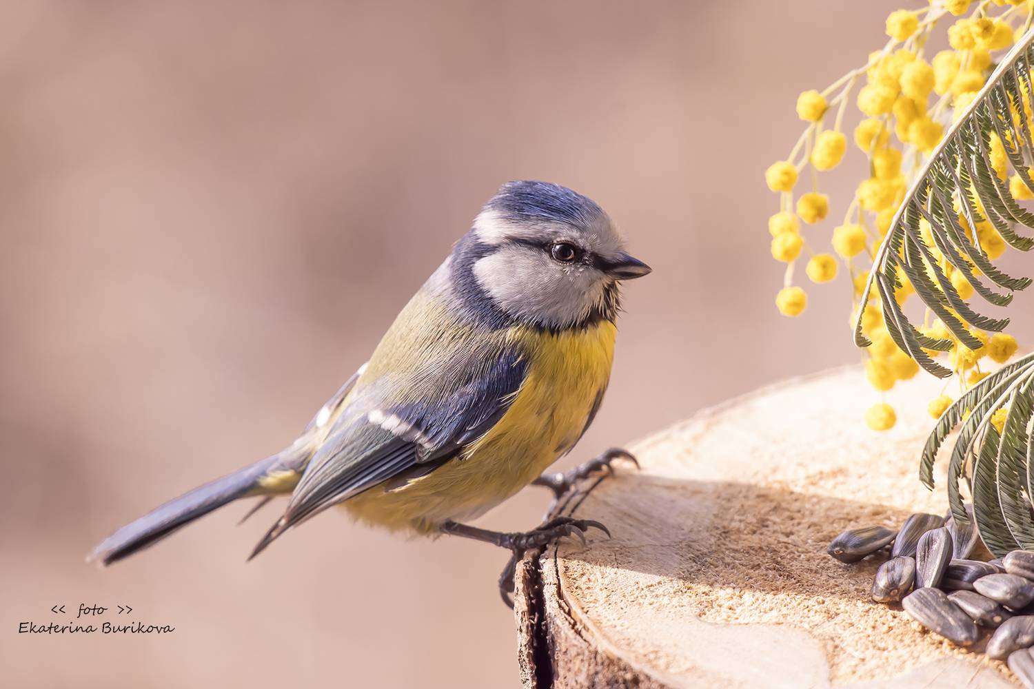 , Бурикова Екатерина