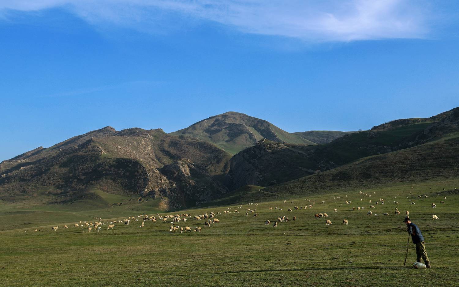 овцы,пастух.горы,дагестан,природа,пейзаж,весна,, Magov Marat