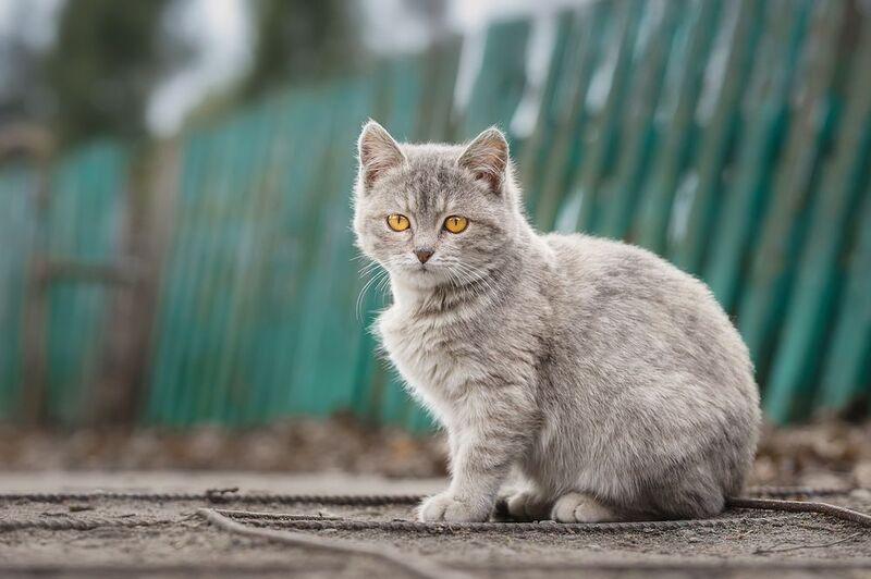 Котёнок фото превью