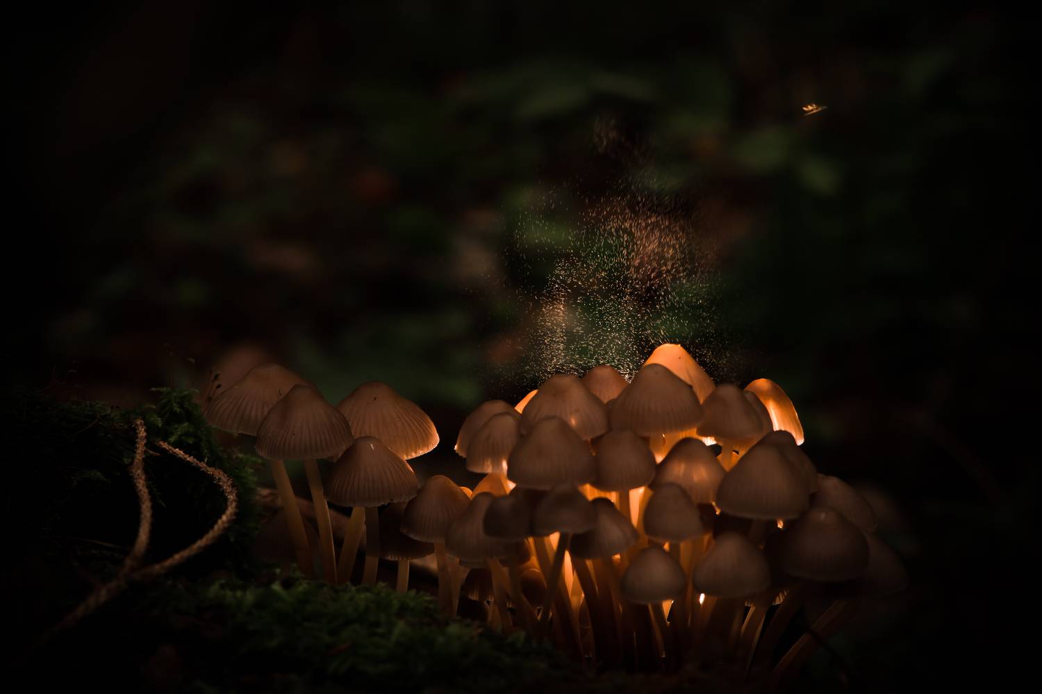 Спороношение, Соварцева Ксения