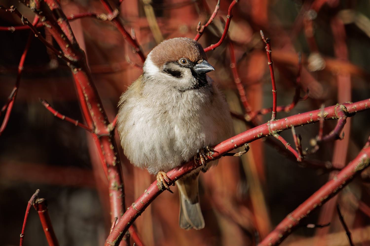 , Морозов Сергей