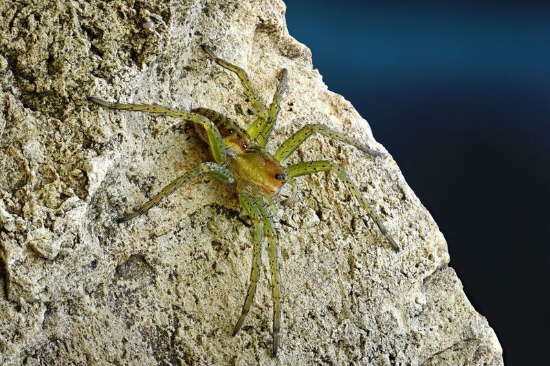 Dolomedes fimbriatus  фото превью