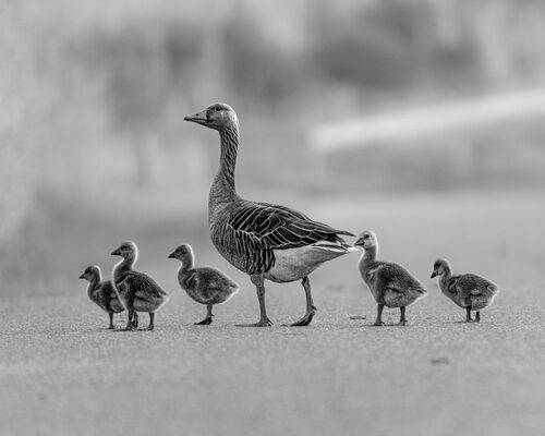 Мама - наш компас