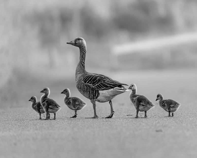 птицы, потомство, birds, offspring Мама - наш компас фото превью