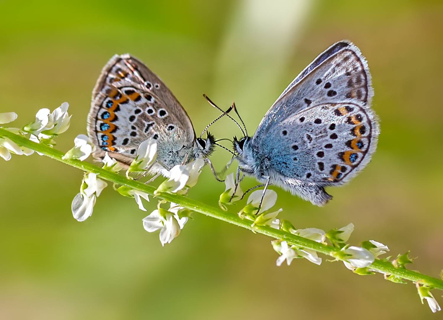 насекомые, бабочка, голубянка, аргус, лето, Борис Новиков