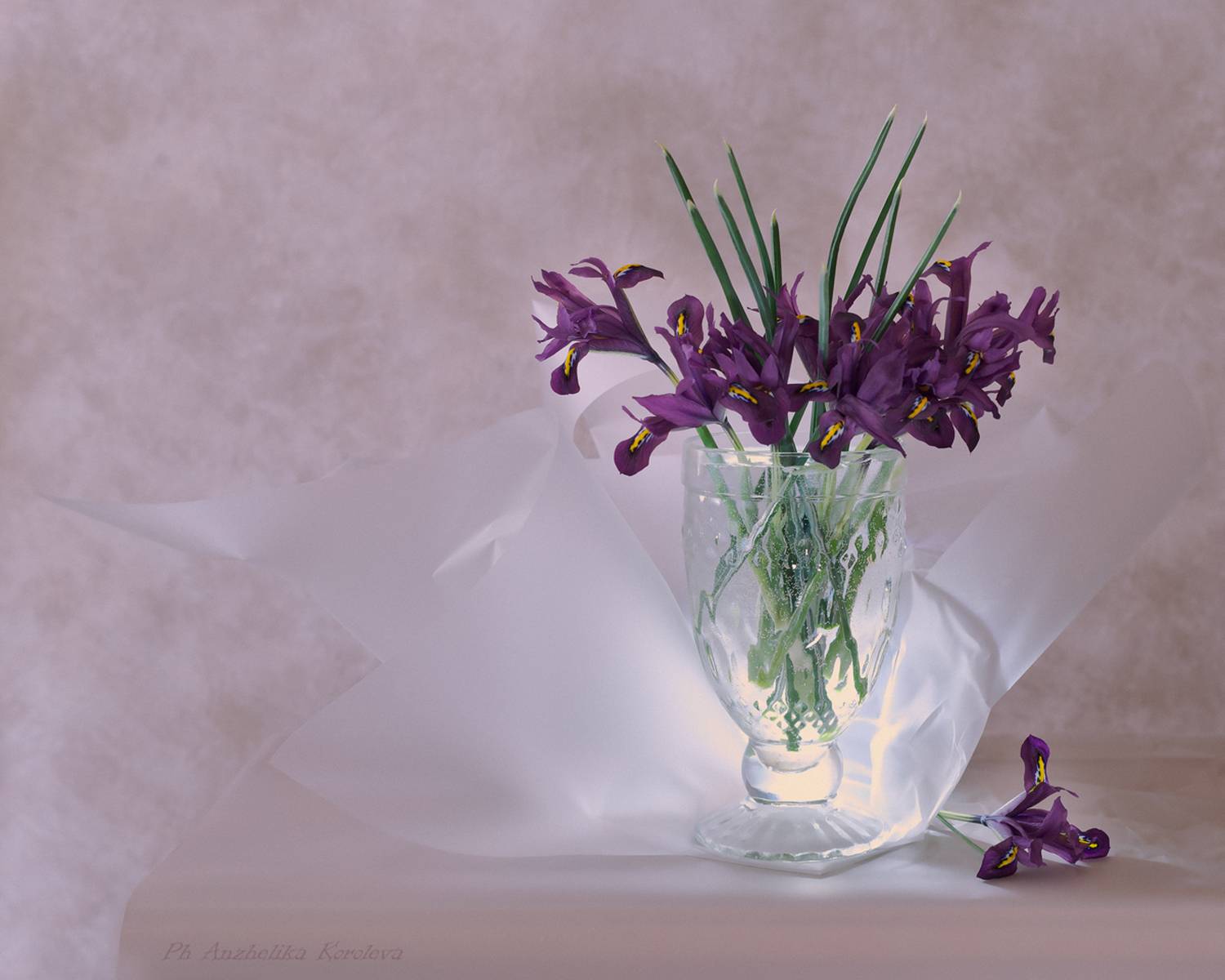 , Анжелика Королева