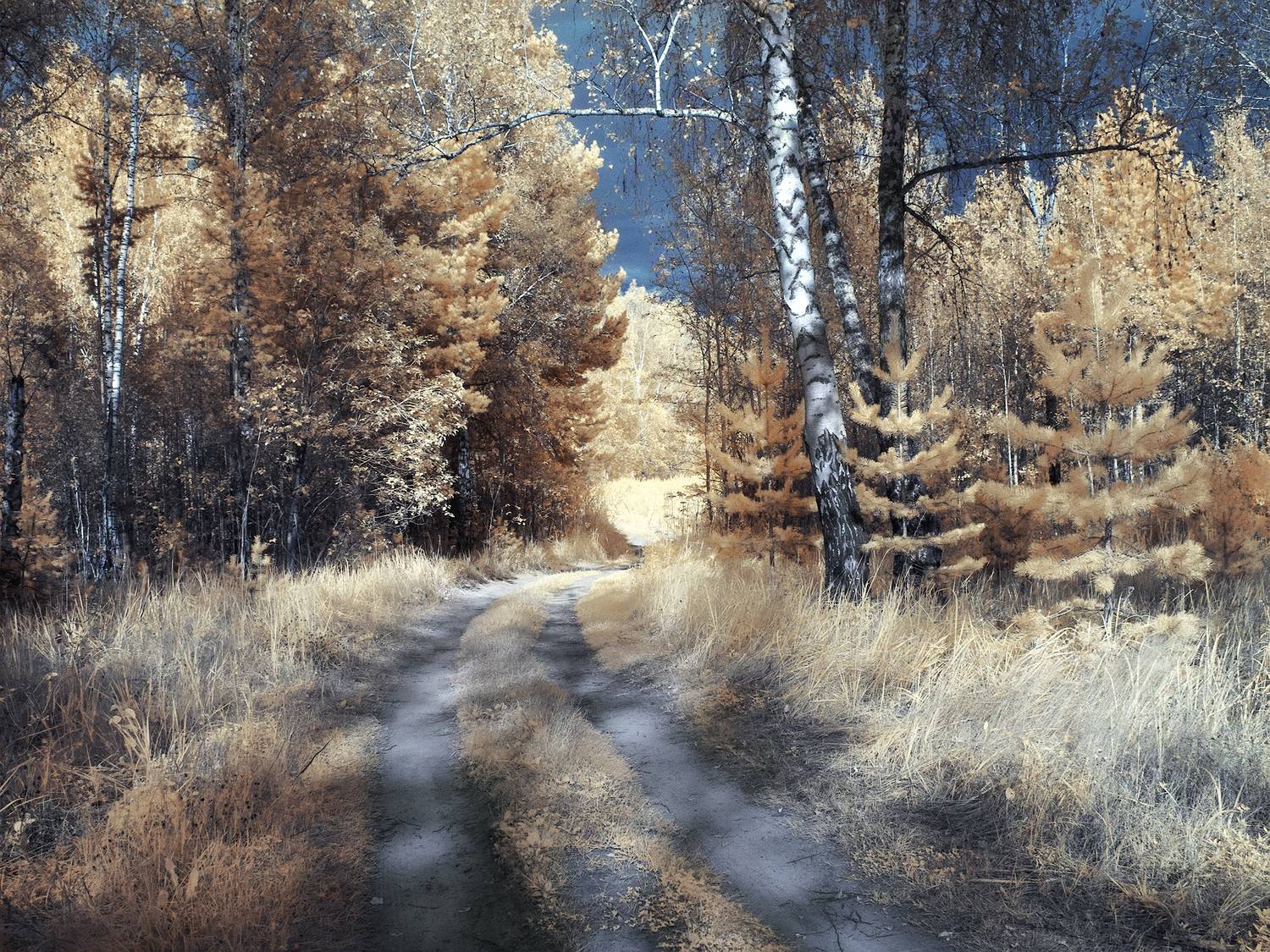 инфракрасная фотография, лес, лето, дорожка,  Гобова Наталья