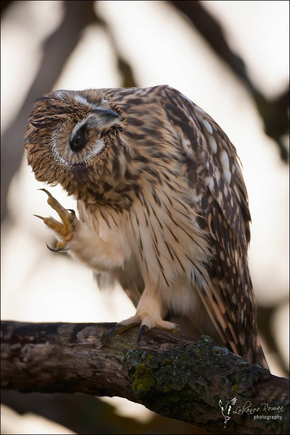 , Лобанов Роман